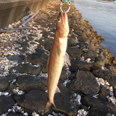 キビレ狙いのロックフィッシュゲーム