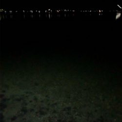 大きいのはいないのかな?