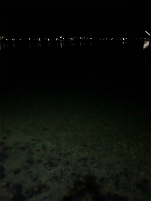 大きいのはいないのかな?