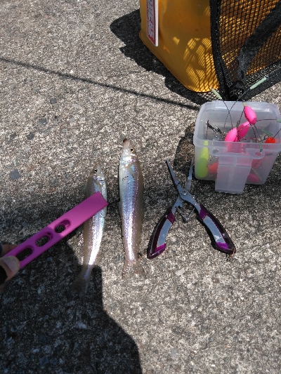 九州釣行、平成がキスで終わり、令和はキスで…