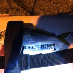 アジング&メバリング