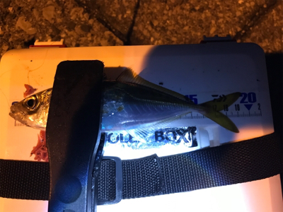 アジング&メバリング