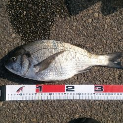 重信川　チヌ　すれがかり