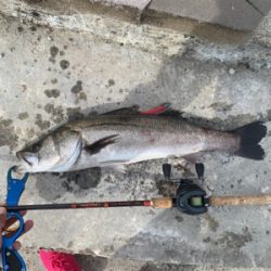 白昼ビッグシーバスキタ――(゚∀゚)――!!