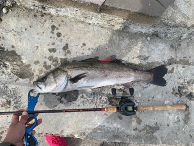 白昼ビッグシーバスキタ――(゚∀゚)――!!