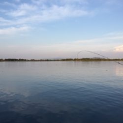 つりぴぃぽぉ釣果