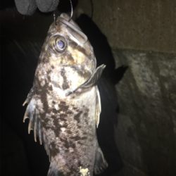 苦戦の令和フィッシュ!