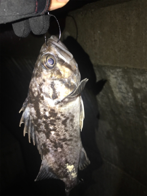 苦戦の令和フィッシュ!