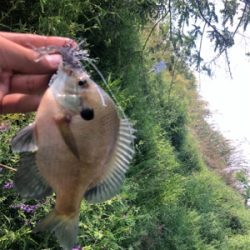 淀川 城北ワンド