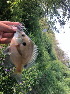 淀川 城北ワンド