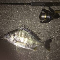 渋い〜浜寺水路