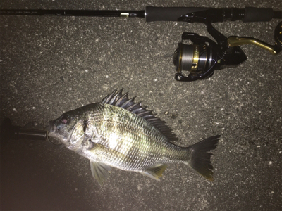渋い〜浜寺水路