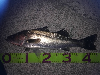 バチ抜けシーバス