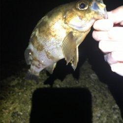 本命ではないが…