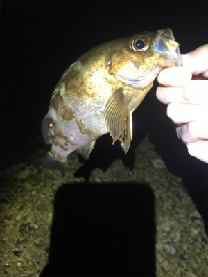 本命ではないが…