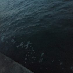 本日は渋いアジング