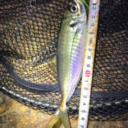 ガシリングのちアジング?