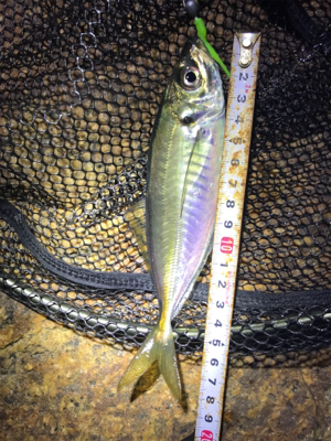 ガシリングのちアジング？