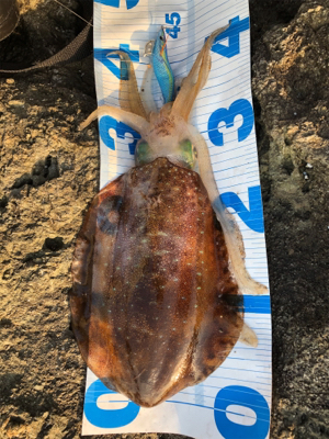 今年初キロアップ!