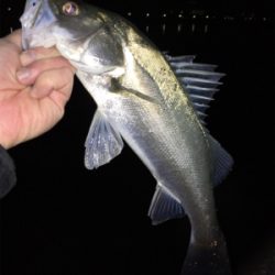 ライトゲームでシーバス連発