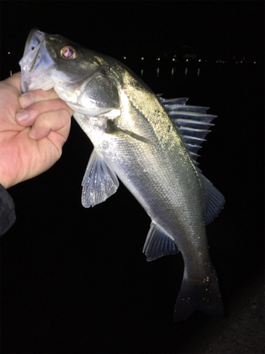 ライトゲームでシーバス連発