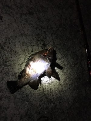 明石ライトゲーム☆