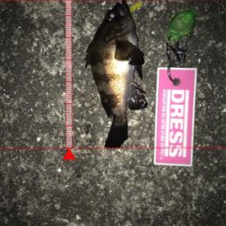 二夜連続メバリング