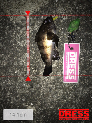 二夜連続メバリング