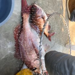 完全フカセで真鯛ブリ