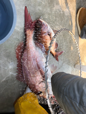 完全フカセで真鯛ブリ