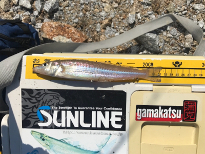 ちょい投げ キス