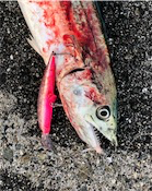 流行りの青物の状況