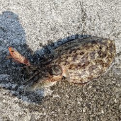 エギングでの人生初イカ!