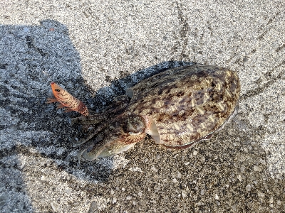 エギングでの人生初イカ!