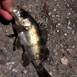 【鹿島〜倉橋】メバリング渋め