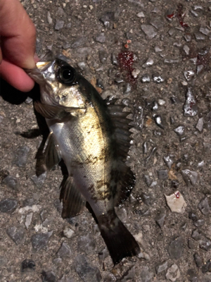 【鹿島〜倉橋】メバリング渋め