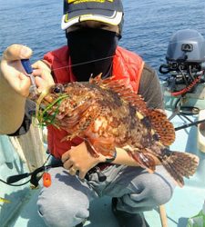 タイラバ 、ジギング、エギング