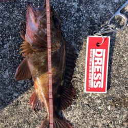 ガシラ入れ食い