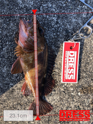 ガシラ入れ食い