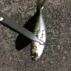 別場所にてアジング