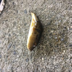 カタクチぼちぼち、魚影モリモリ