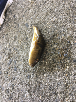 カタクチぼちぼち、魚影モリモリ