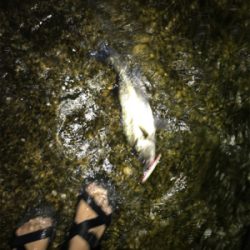 サンダルシーバス!