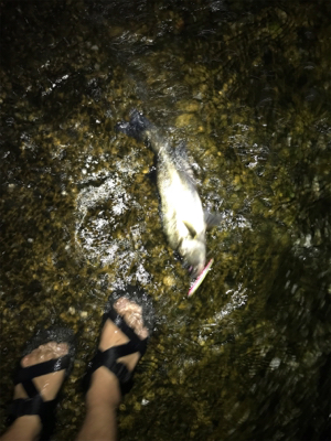 サンダルシーバス!