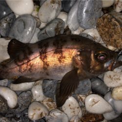 ボトムネチネチで連発！