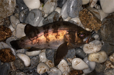 ボトムネチネチで連発！