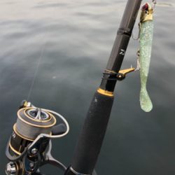 4日連続朝マズメ