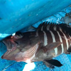 中深海とディープタイラバ