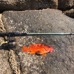 弁天、望月ライトソルト