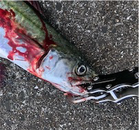 流行のアレ 連チャン出撃編